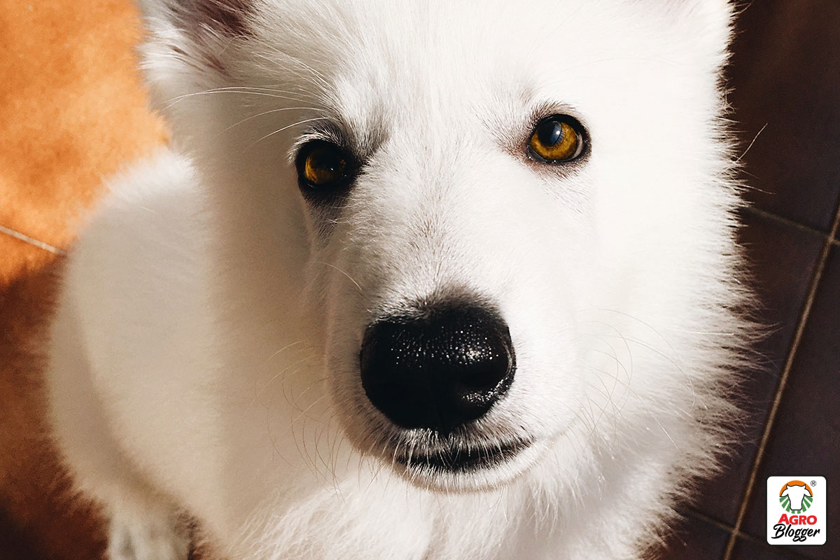 razas de perros peludos blancos