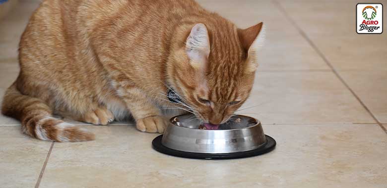 gato comiendo alimento fuente de taurina