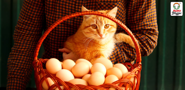 gato con canasta de huevos