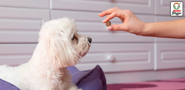 medicina homeopatica para perros
